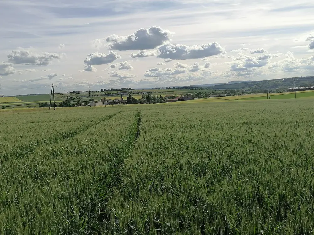 57170 Morville-lès-Vic- Le village et les champs de blé autour 0522